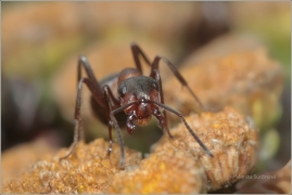 <p>MRAVENEC TRÁVNÍ? (Formica pratensis) (Jiříkov)</p>